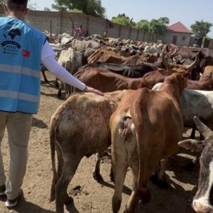 Eid Al-Adha Cow