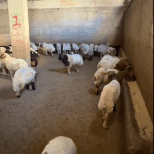 Aqiqah Qurban